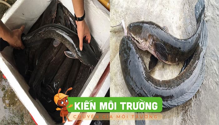 Xử lý bồn cầu bị trào nước bằng cá trê hoặc cá lóc bồn cầu bị trào ngược