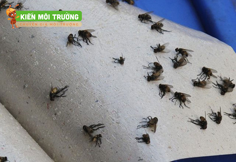 cách diệt ruồi giấm trong nhà vệ sinh
