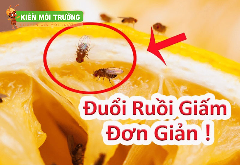 cách diệt ruồi giấm trong nhà vệ sinh
