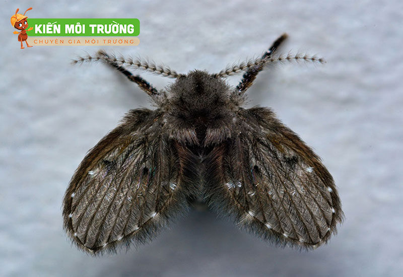 các loại côn trùng trong nhà vệ sinh