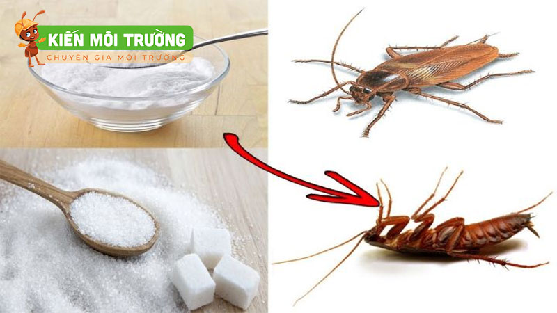 các loại côn trùng trong nhà vệ sinh