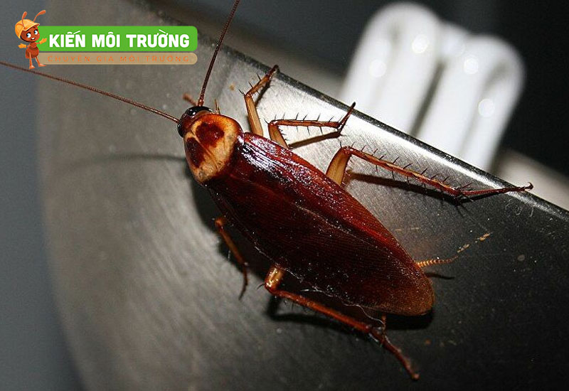 các loại côn trùng trong nhà vệ sinh