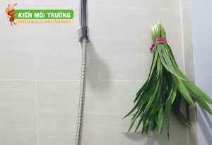cách để lá dứa trong nhà vệ sinh