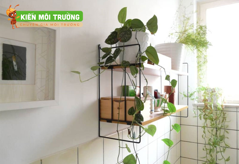 cách để lá dứa trong nhà vệ sinh